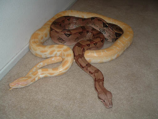 my 2 snakes