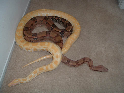 my two snakes.