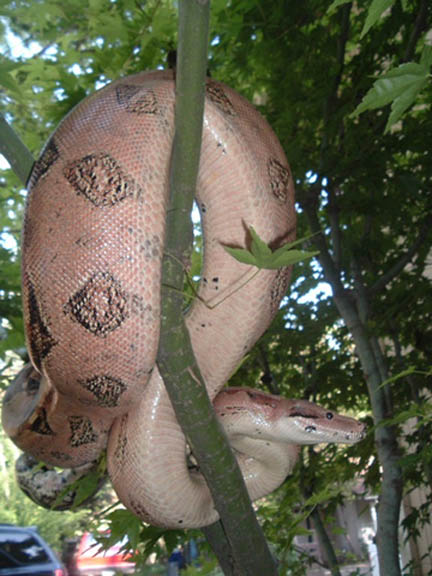 boa in the tree