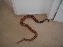 what kind of boa?