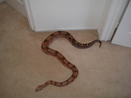 what kind of boa?
