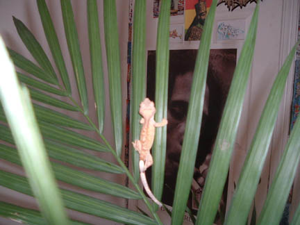 my new gecko!!