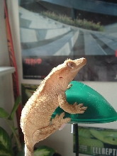 cool pick of my crested