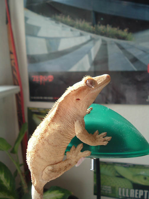 cool pick of my crested