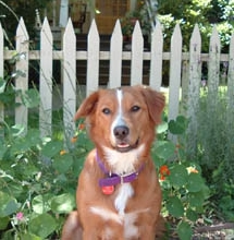 my puppy