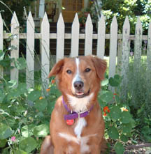 my puppy