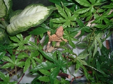 crested gecko