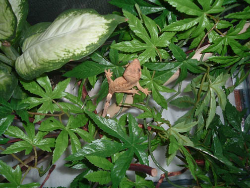 crested gecko