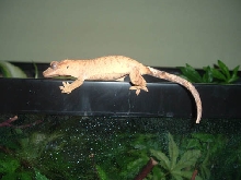 crested gecko
