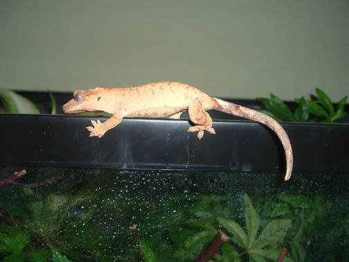 crested gecko
