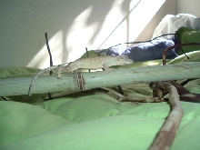 crested gecko