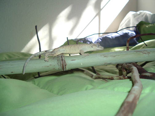 crested gecko