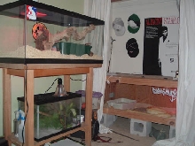 my room with some of my animals ps sorry about the mess.