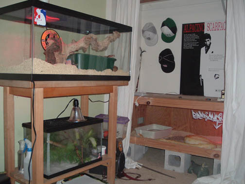 my room with some of my animals ps sorry about the mess.