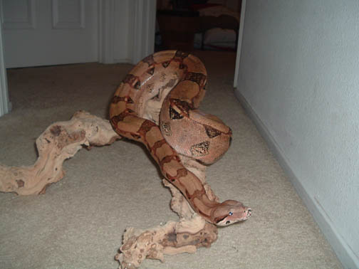 my boa