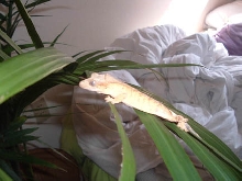 my first crested ever,I could not be more happy!!