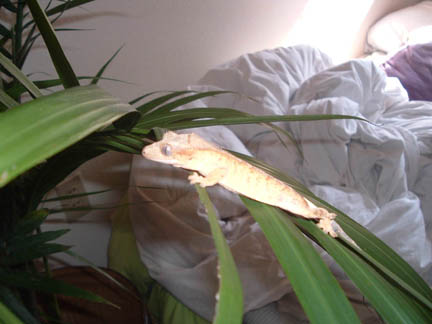 my first crested ever,I could not be more happy!!