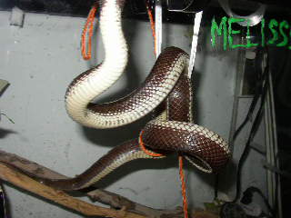 Melisssa in knots