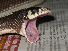 Melisssa Big Yawn