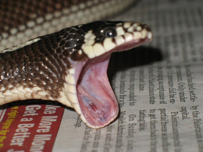 Melisssa Big Yawn