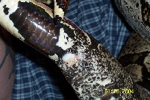 cyn spur 2