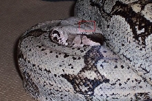 bite