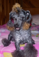 Poodle Little Man appears drunk?