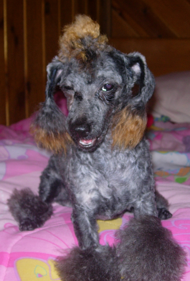 Poodle Little Man appears drunk?