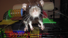 Dookie says "Hi"
