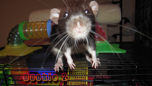 Dookie says "Hi"