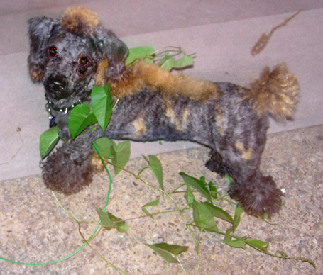 Puppy gardener