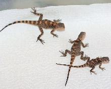 My clown x black agama crosses kids