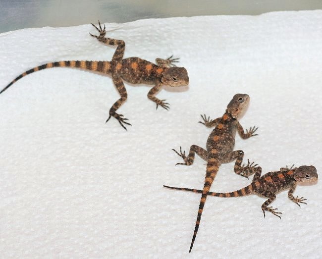 My clown x black agama crosses kids
