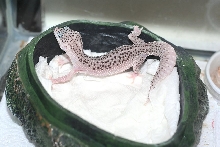 Super snow enigma hatched 7/2010
