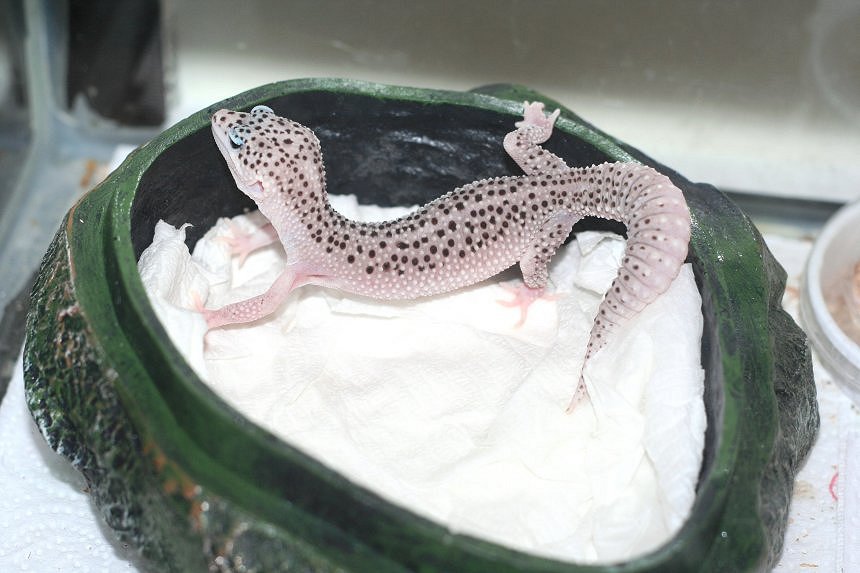 Super snow enigma hatched 7/2010