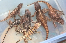 Black agama group and youngster clown