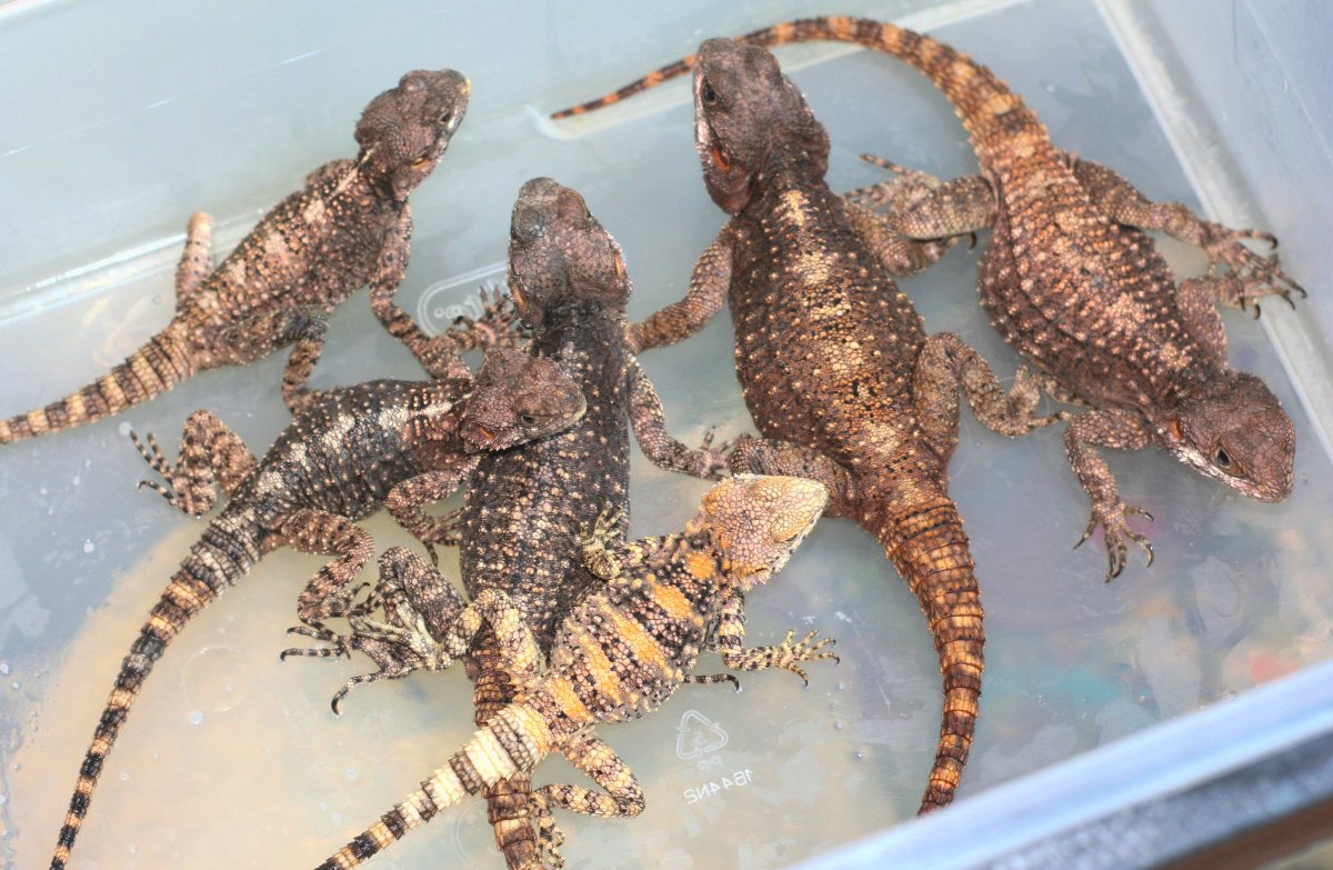 Black agama group and youngster clown