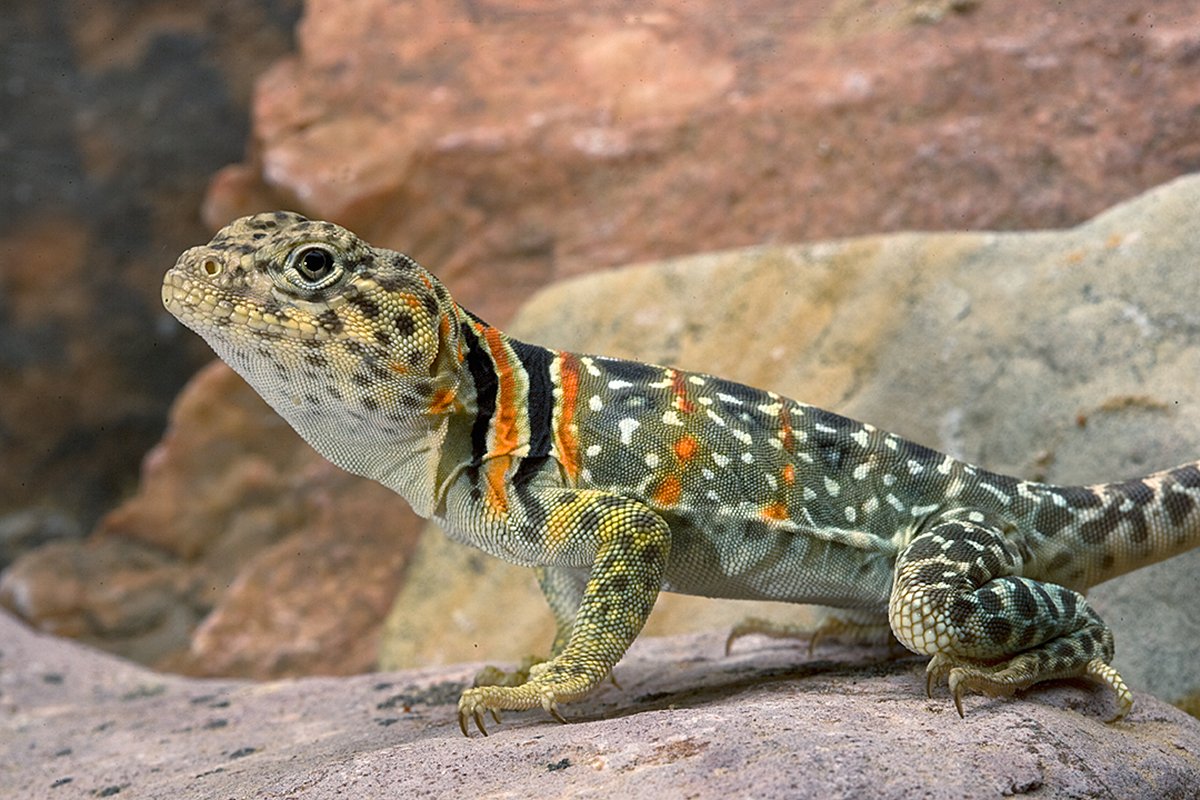 Chavez  male youngster from NM