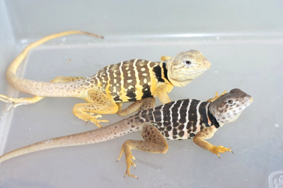 Mommy and daugher C. vestigium