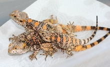 My three sons * Clown agamas