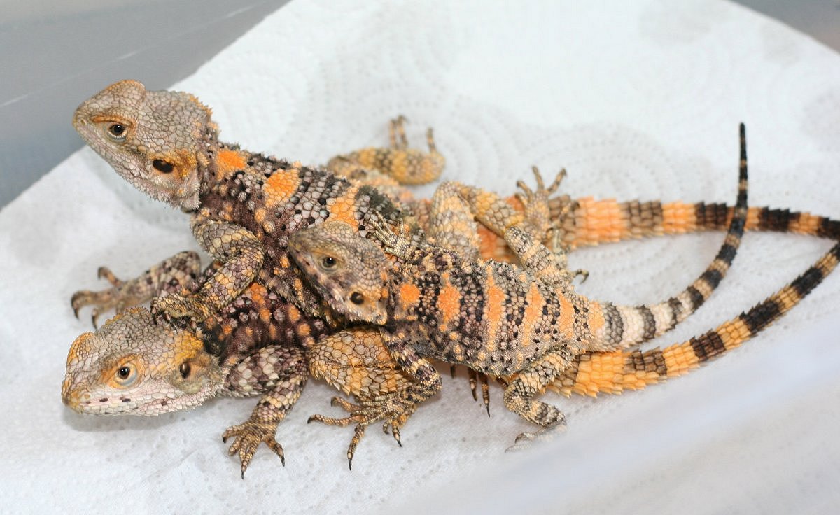 My three sons * Clown agamas