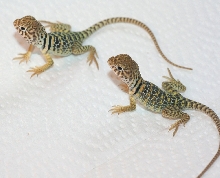 New Mexico X Aquaflames 3 weeks