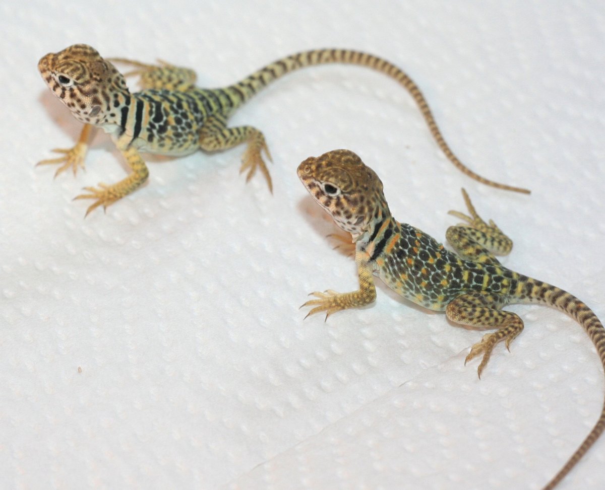 New Mexico X Aquaflames 3 weeks