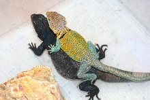 KONG in comparison to  Adult redback Chuck
