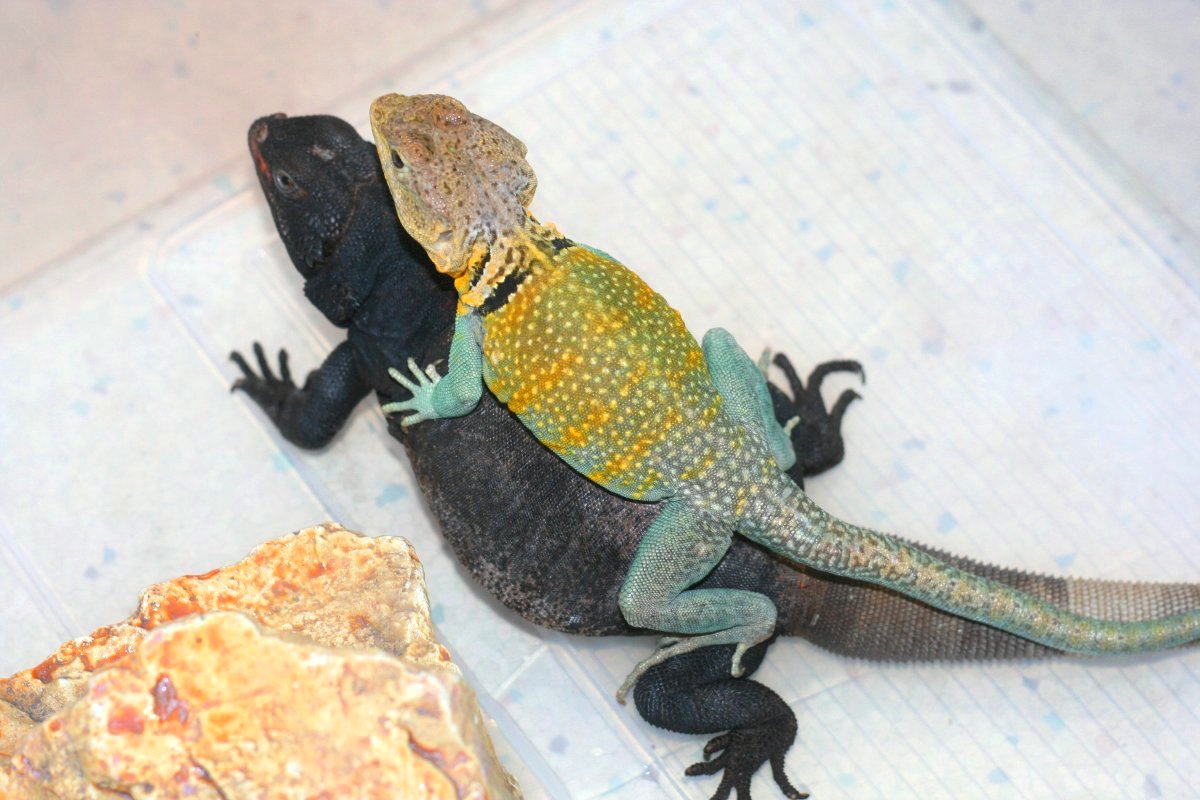 KONG in comparison to  Adult redback Chuck