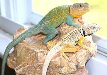 KONG sits  with Chicory  , Yellow C.vestigium