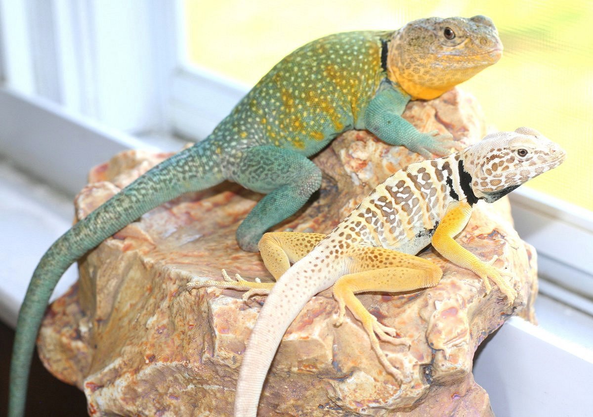 KONG sits  with Chicory  , Yellow C.vestigium
