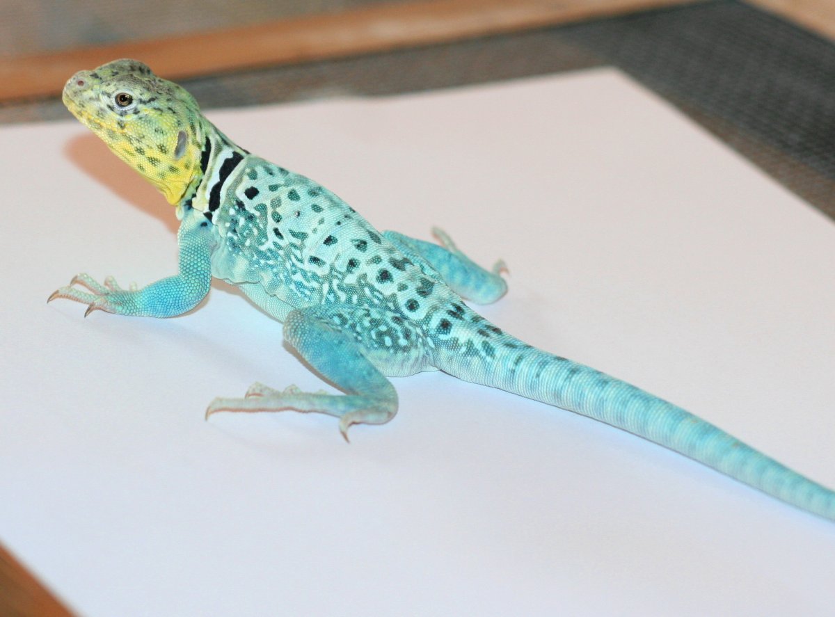 Kabu  one of my 2010 aquaflame offspring keeper