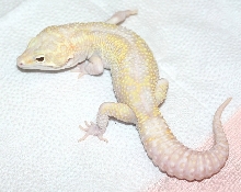 Snowmega/ Mega  * male Snow raptor
