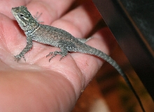 S. minor male * Youngster cb
